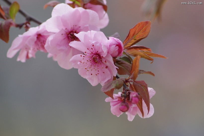 美人梅图片大全