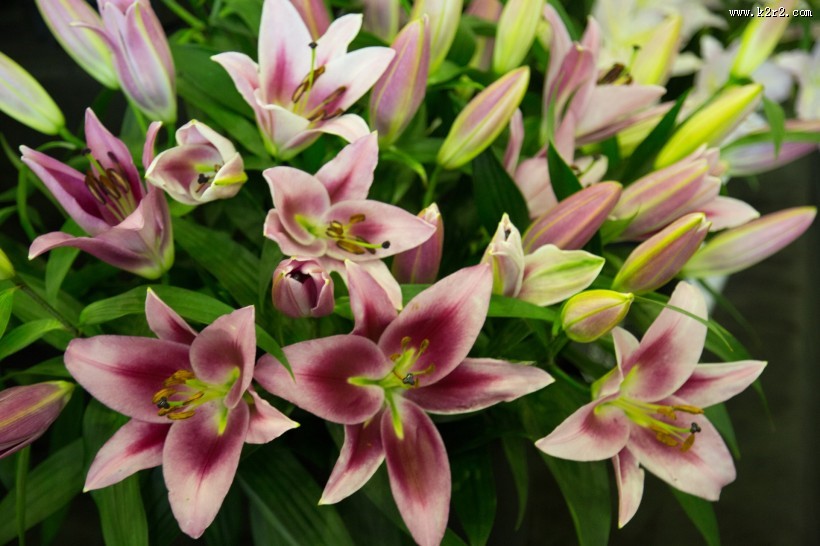 芳香的百合花图片大全
