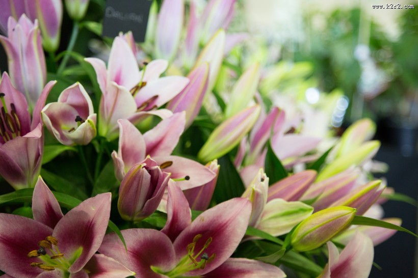 芳香的百合花图片大全
