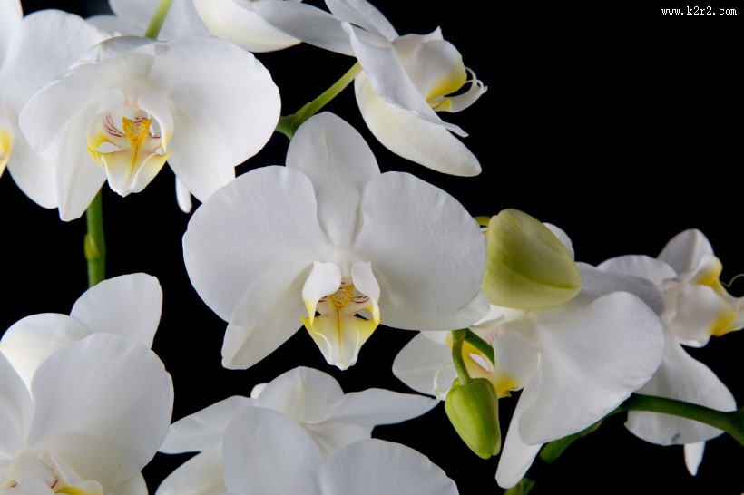 白色蝴蝶兰图片大全