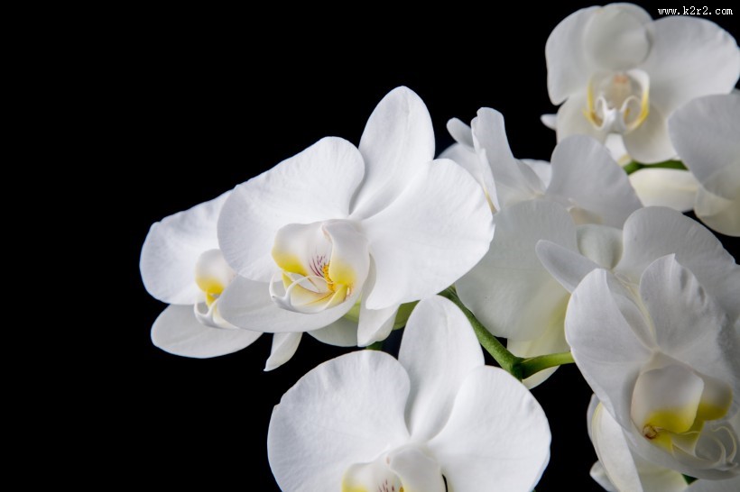 白色蝴蝶兰图片大全