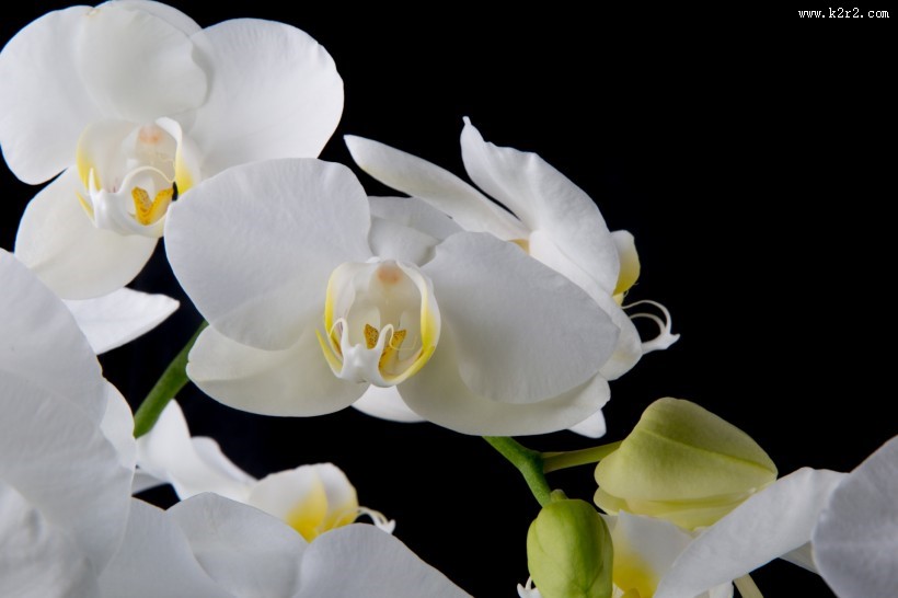 白色蝴蝶兰图片大全
