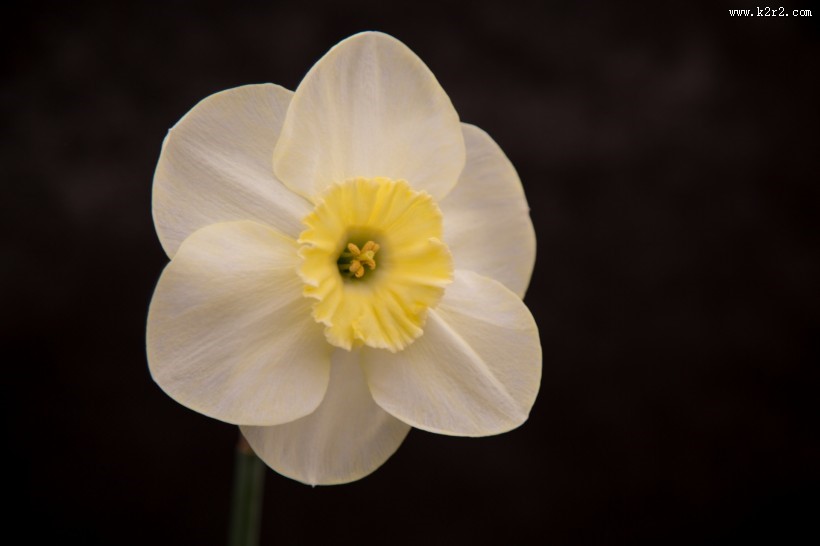 水仙花微距图片