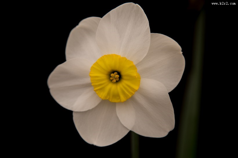 水仙花微距图片