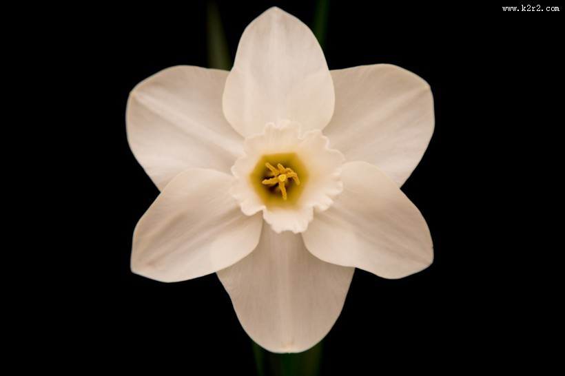 水仙花微距图片