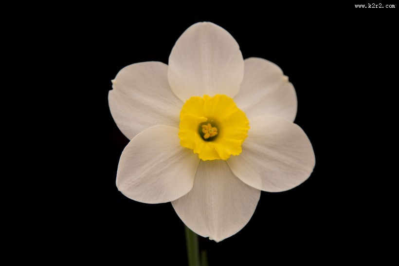 水仙花微距图片
