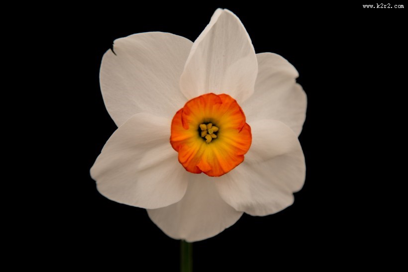 水仙花微距图片