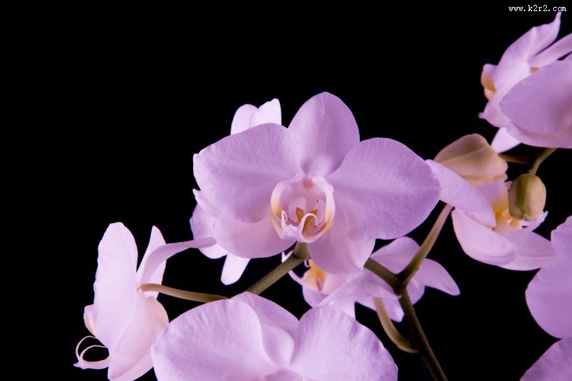 粉色蝴蝶兰图片