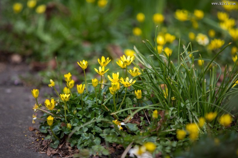 不知名的野花图片