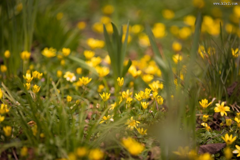 不知名的野花图片