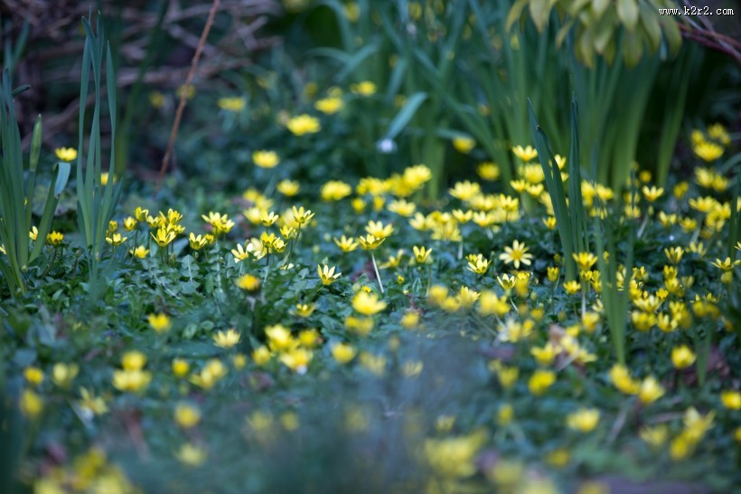 不知名的野花图片
