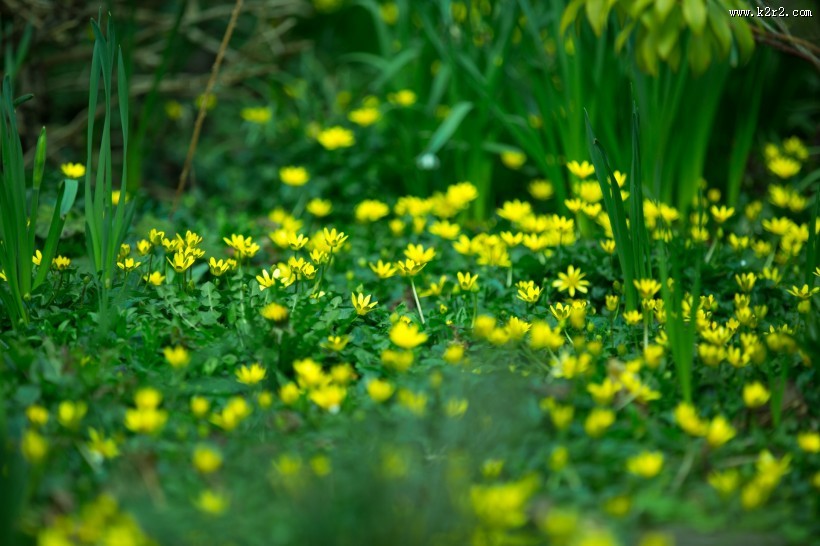 不知名的野花图片