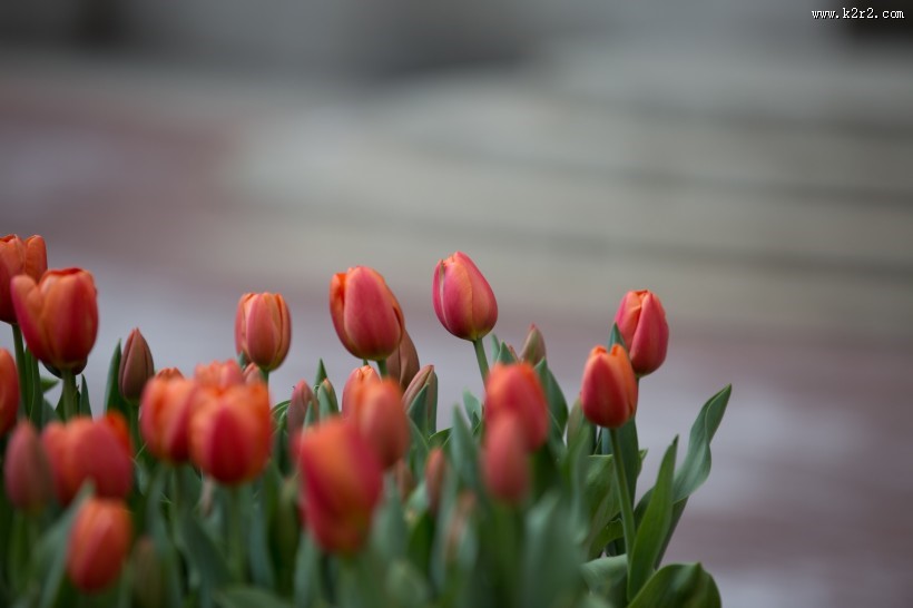 红色的郁金香图片