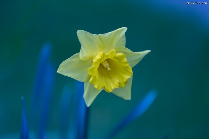 黄色水仙花图片大全
