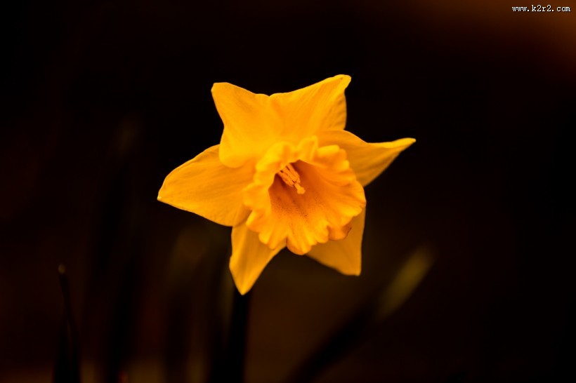 黄色水仙花图片大全
