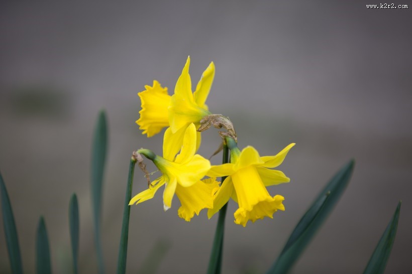 黄色水仙花图片大全