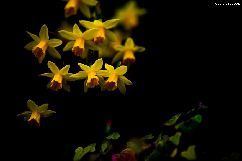 黄色水仙花图片大全