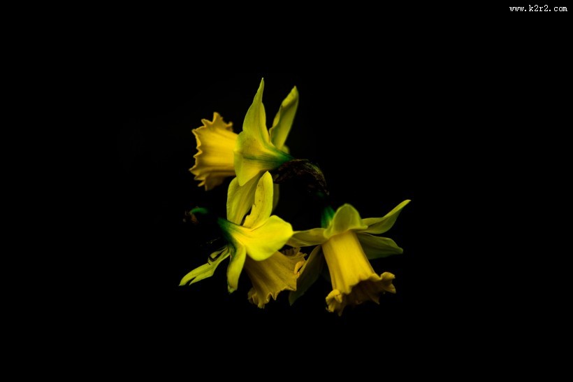 黄色水仙花图片大全