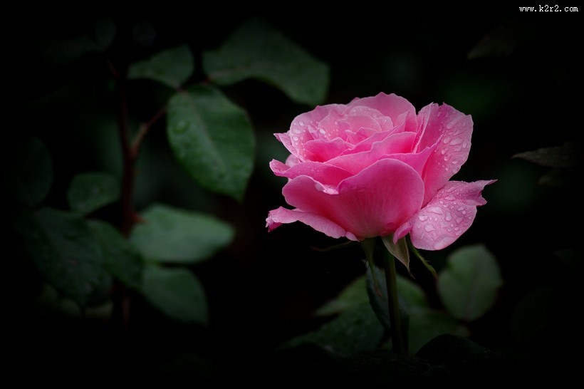 娇艳的月季花图片大全
