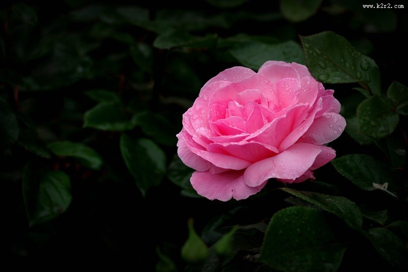 娇艳的月季花图片大全