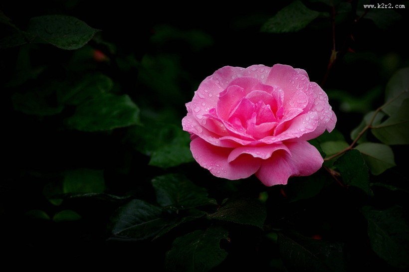 娇艳的月季花图片大全