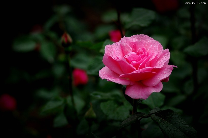 娇艳的月季花图片大全