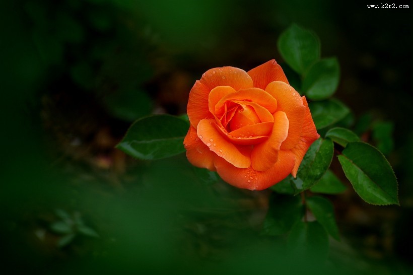 娇艳的月季花图片大全