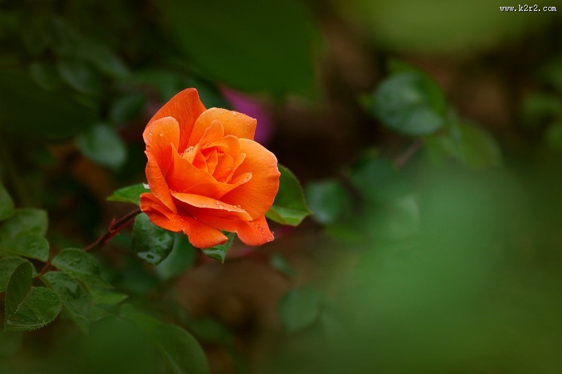 娇艳的月季花图片大全