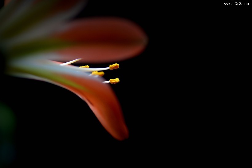 君子兰图片大全