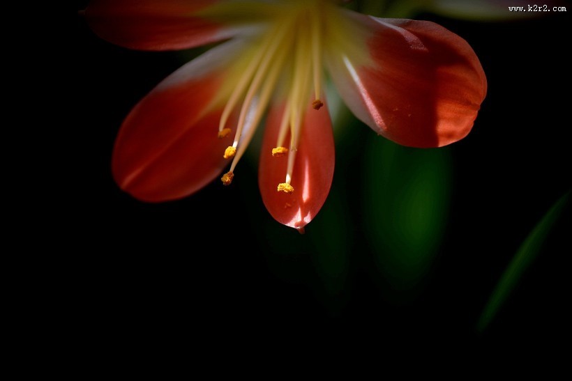 君子兰图片大全