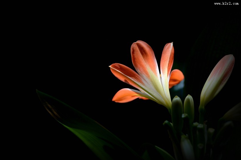 君子兰图片大全