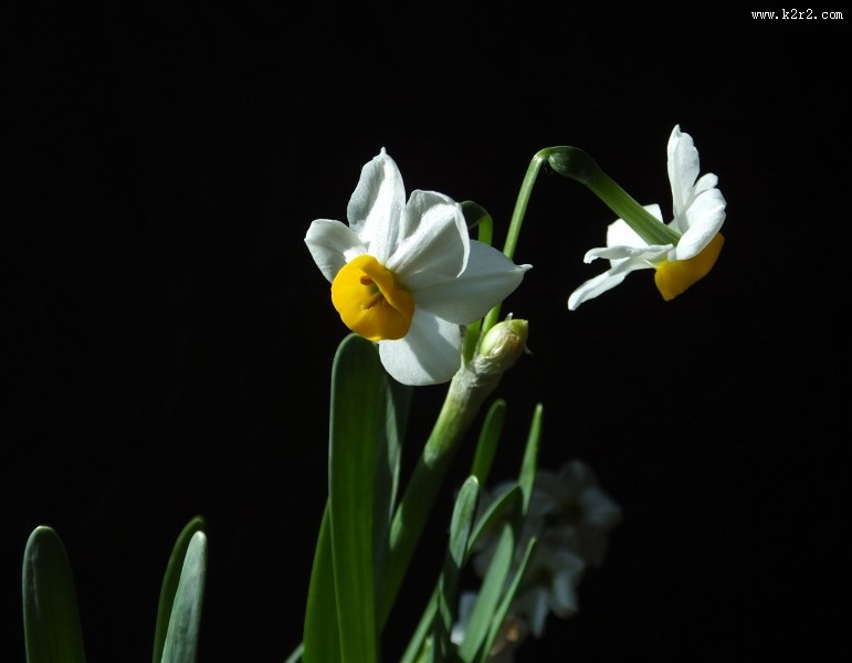 水仙花图片大全