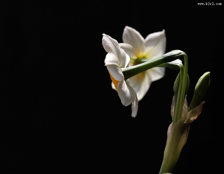 水仙花图片大全