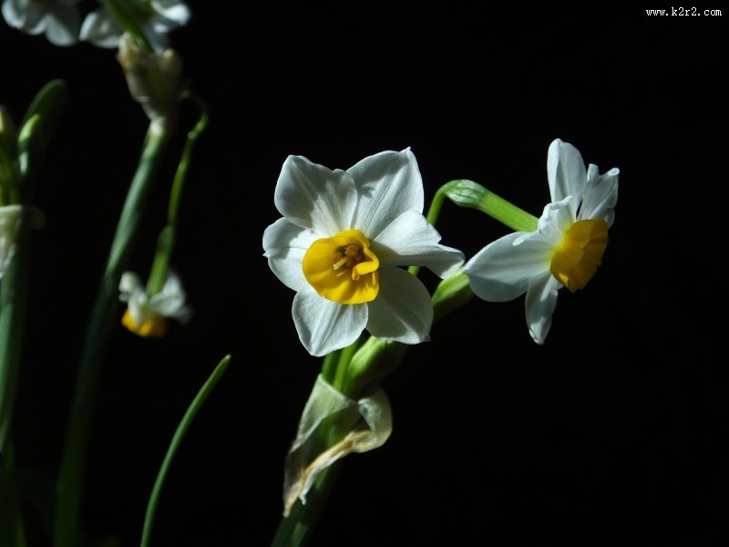 水仙花图片大全