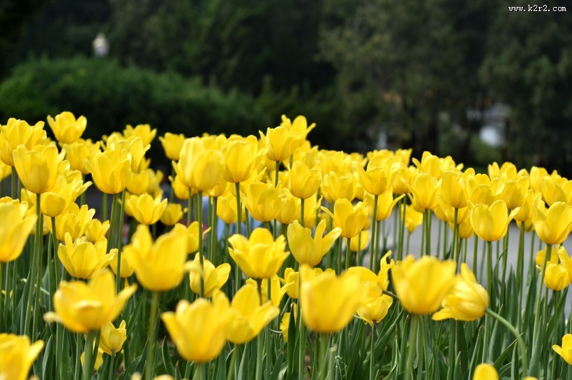 多姿多彩的郁金香图片