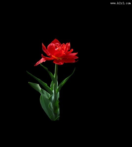 黑色背景下的郁金香桌面壁纸大全