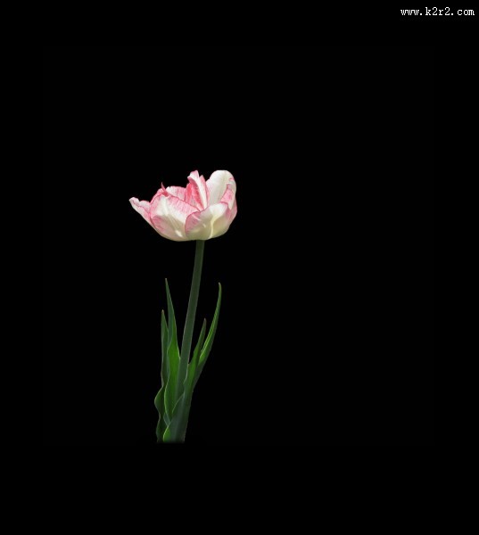 黑色背景下的郁金香桌面壁纸大全