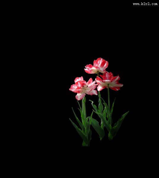 黑色背景下的郁金香桌面壁纸大全