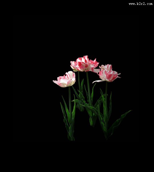 黑色背景下的郁金香桌面壁纸大全
