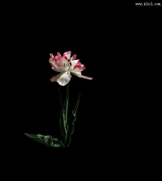 黑色背景下的郁金香桌面壁纸大全