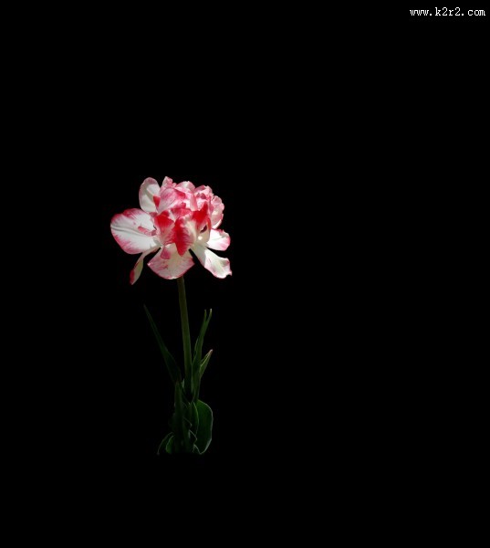 黑色背景下的郁金香桌面壁纸大全