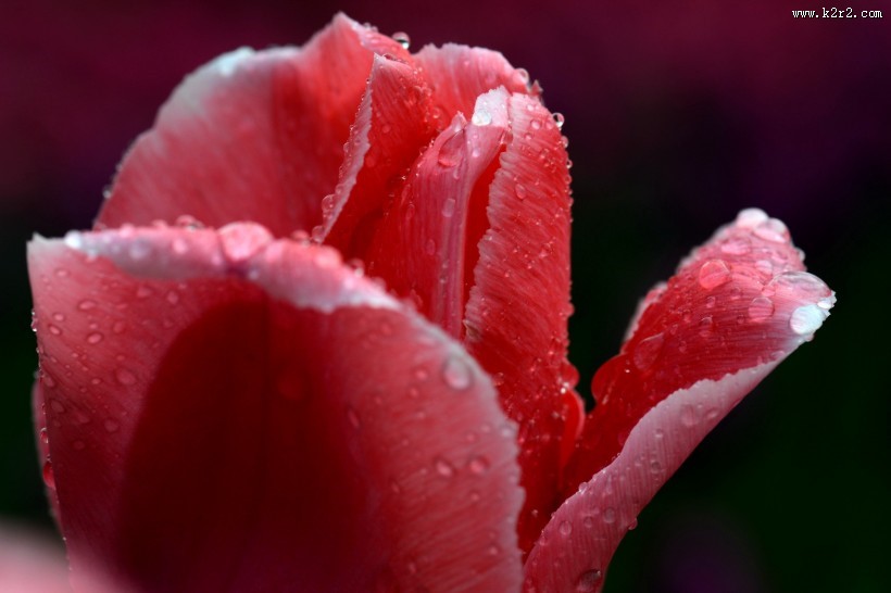 微距郁金香图片