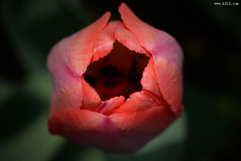 微距郁金香图片