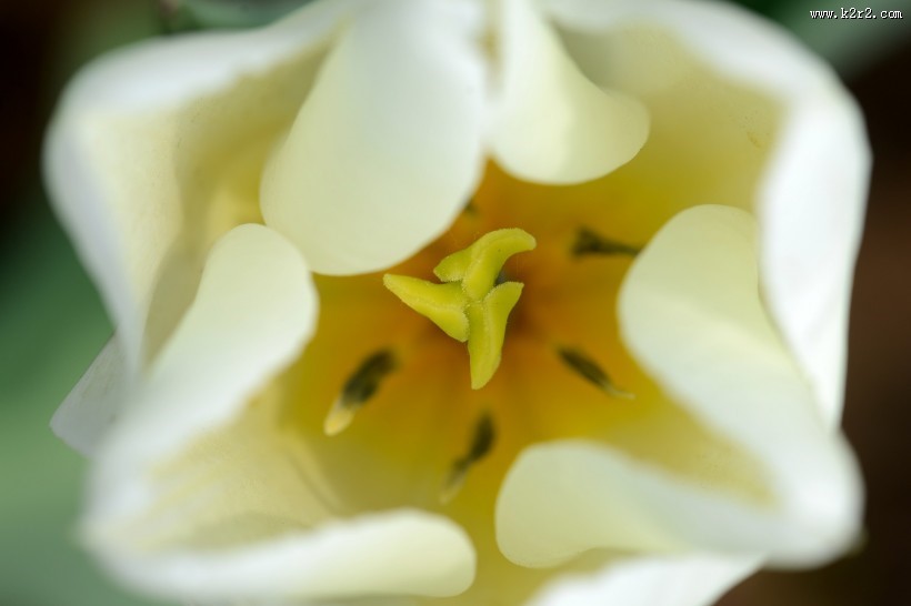 微距郁金香图片