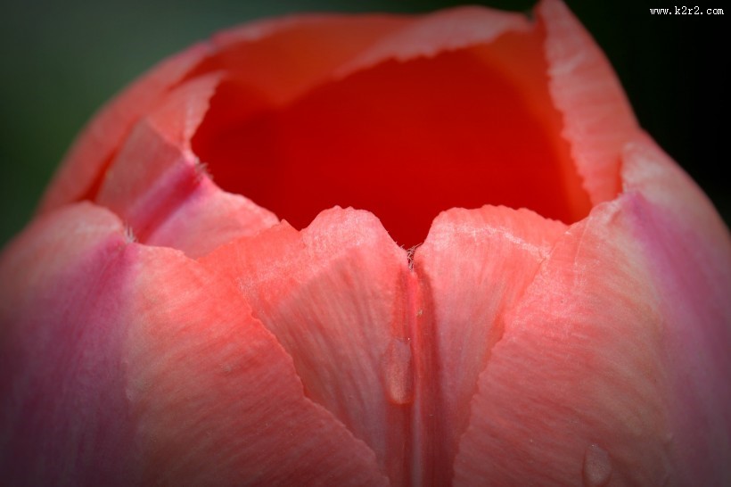 微距郁金香图片