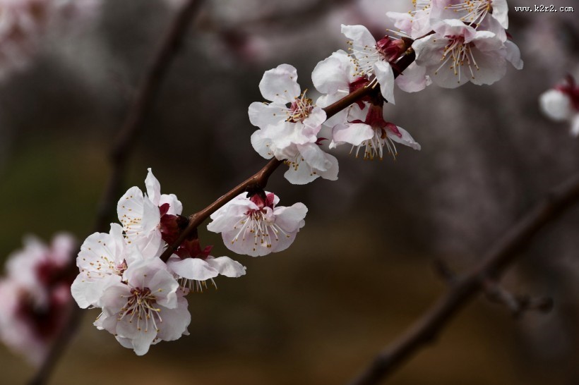 杏花图片