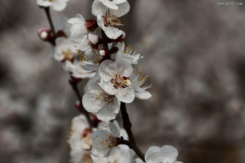 杏花图片