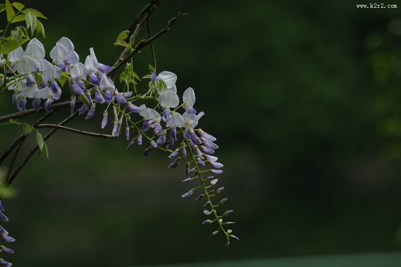 紫藤图片大全