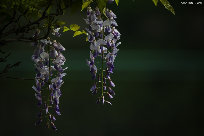 紫藤图片大全