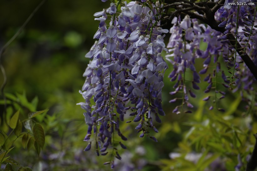 紫藤图片大全